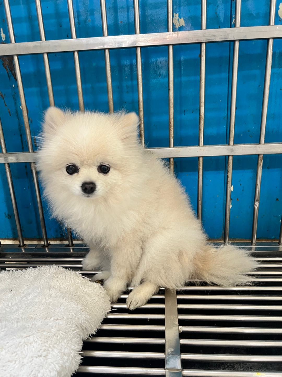 종료(반환) 포메라…