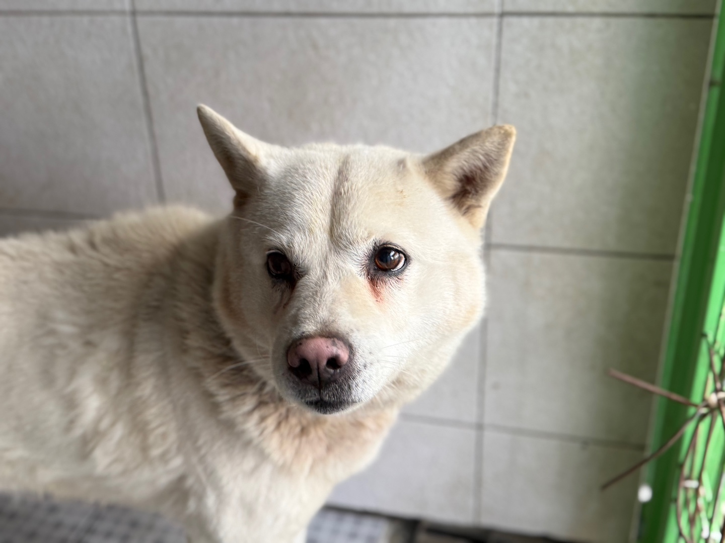 광주동물보호센터_429359202400437