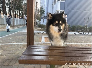 대전동물보호센터_430366202400859