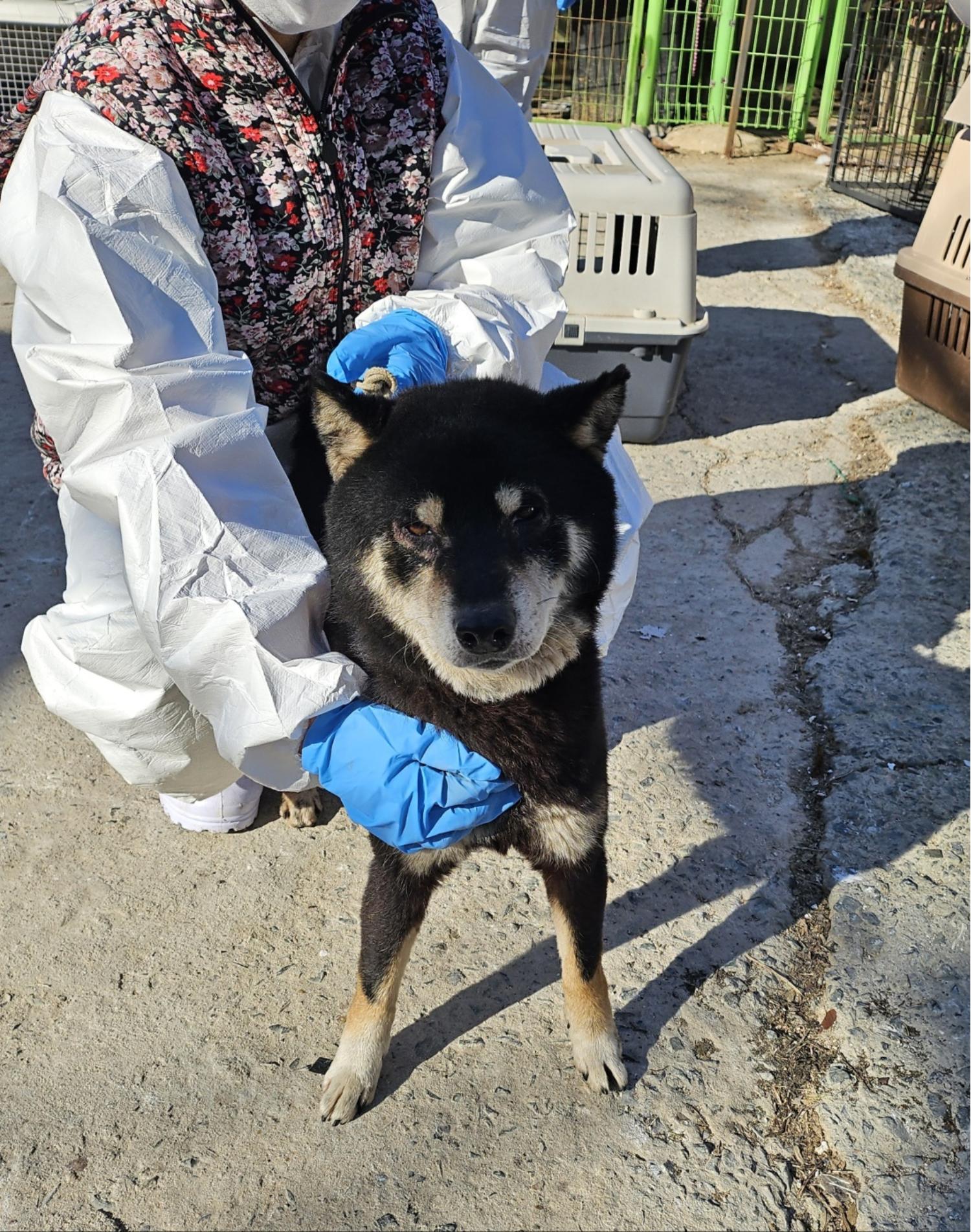 울산유기동물보호센터_431373202402131