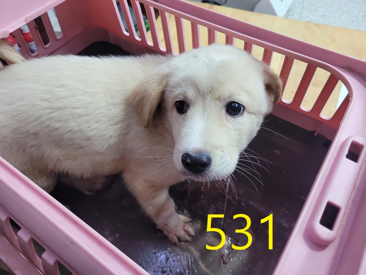 신영재동물병원_428355202400903