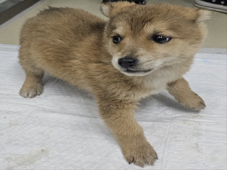 원주시동물보호센터_442419202401100