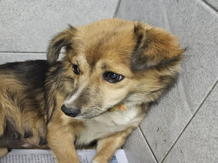 원주시동물보호센터_442419202401096