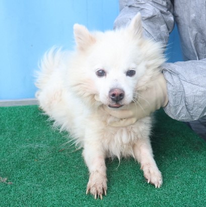 제주 동물보호센터_450650202403864