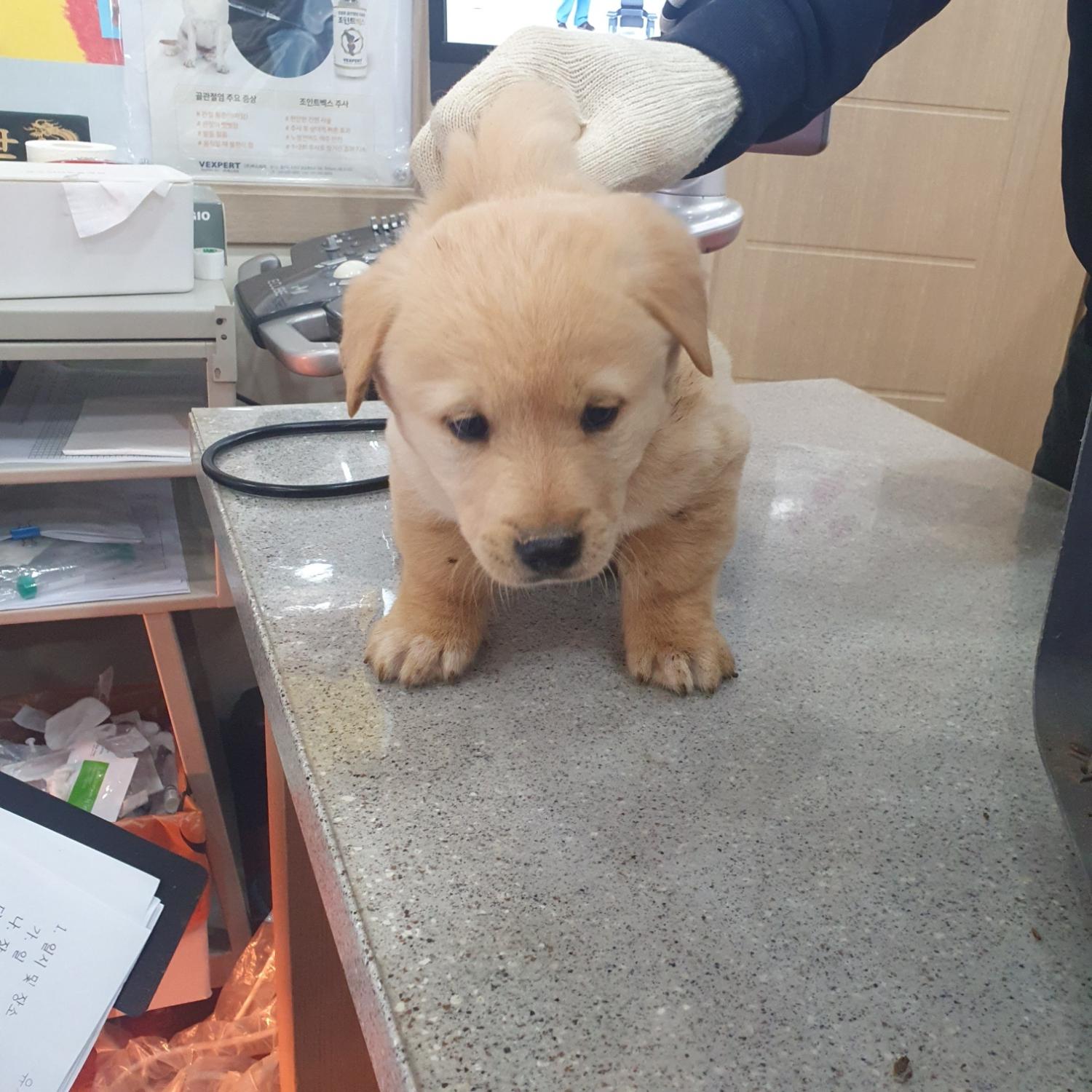 보호중 믹스견의 가…