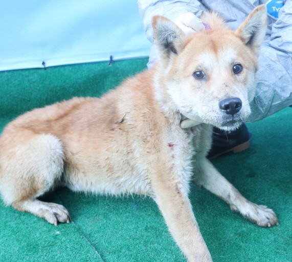 제주 동물보호센터_450650202403873
