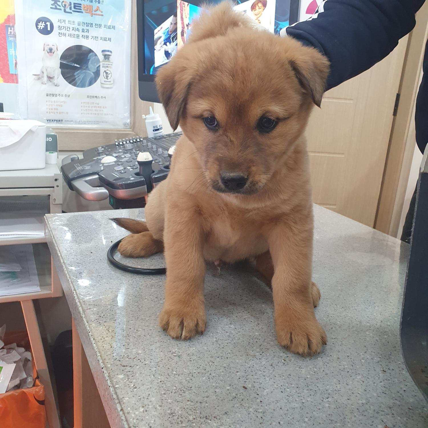 종료(자연사) 믹스…