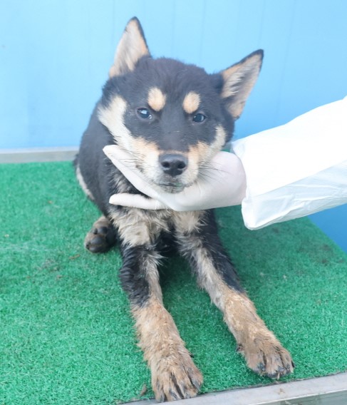 제주 동물보호센터_450650202403867