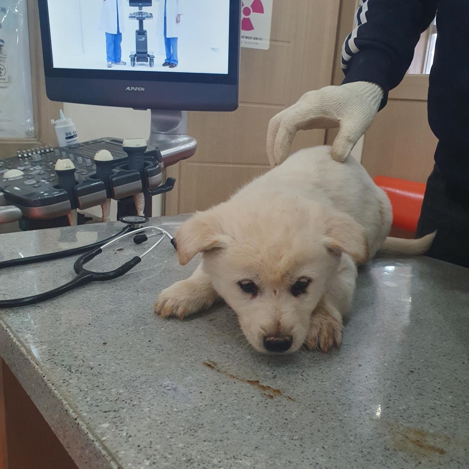 보호중 믹스견의 가…