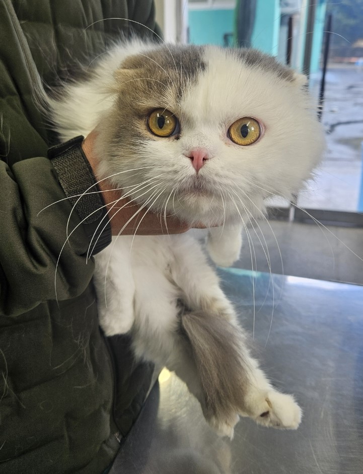 제주 동물보호센터_450650202403880