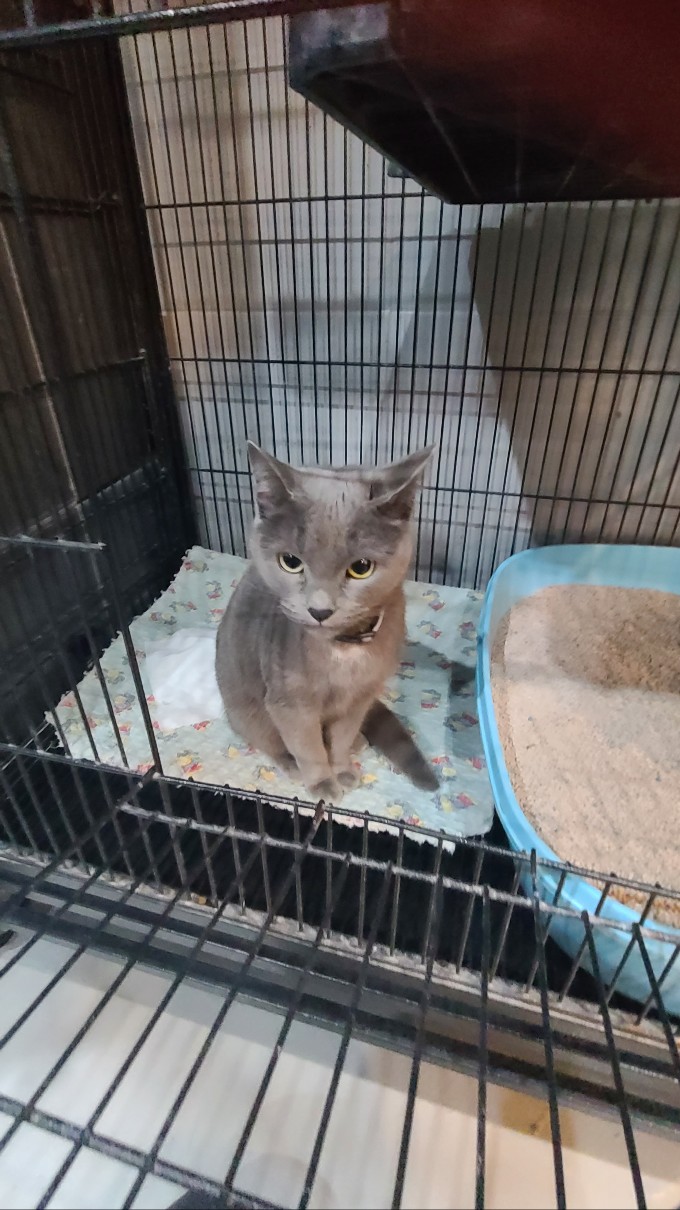 군산유기동물보호센터_445467202402524
