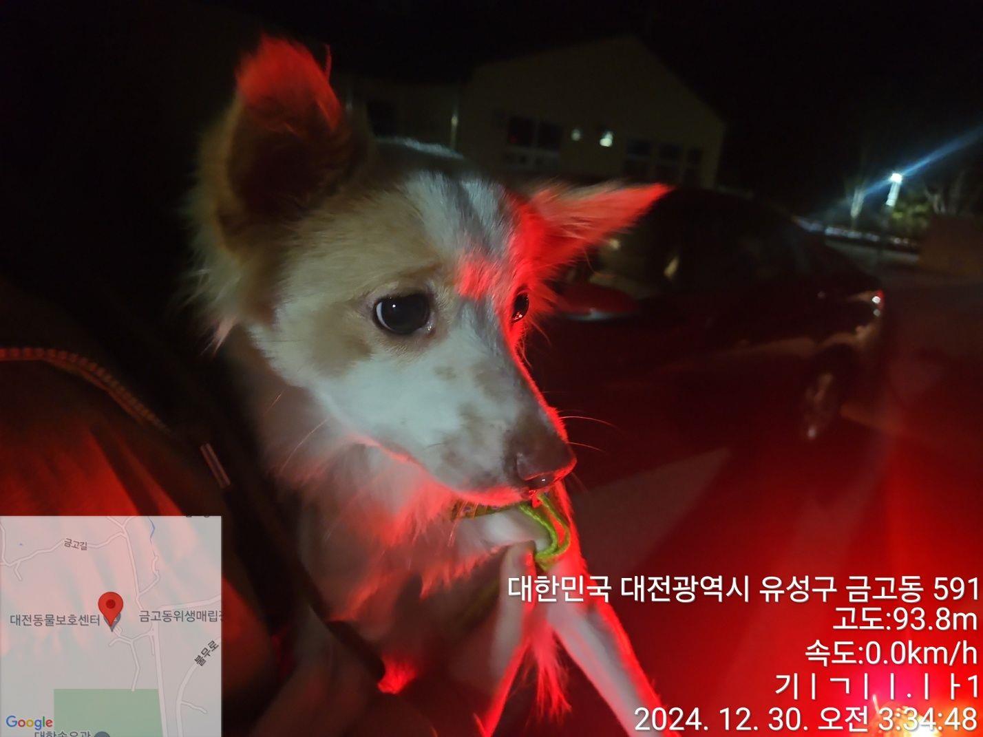 대전동물보호센터_430364202400823