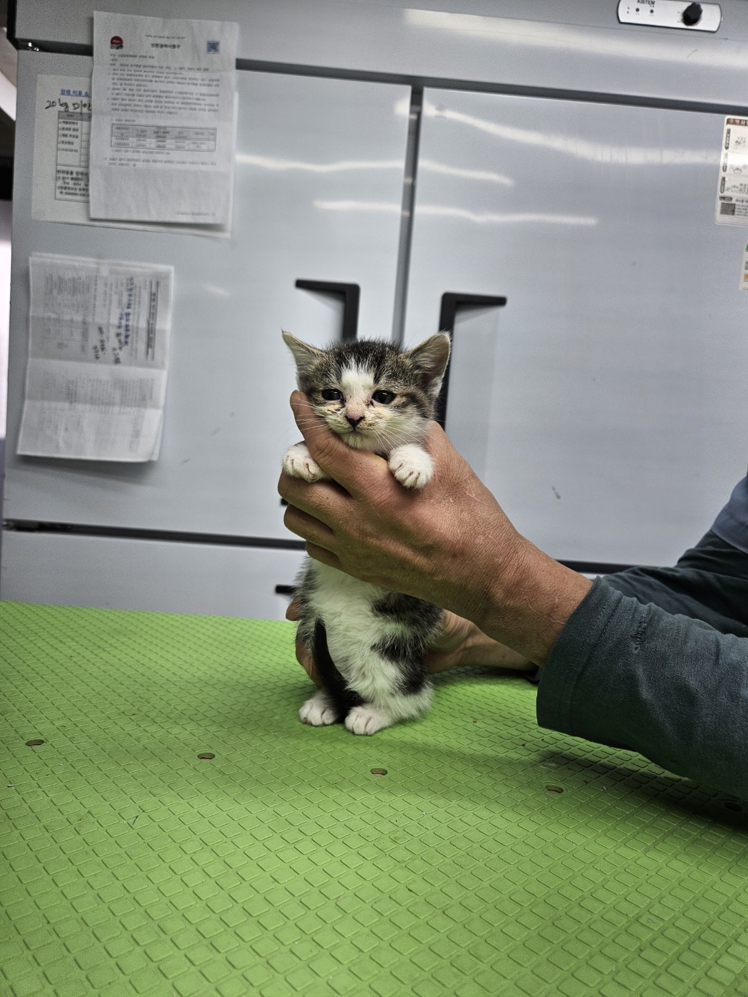 종료(입양) 한국 …