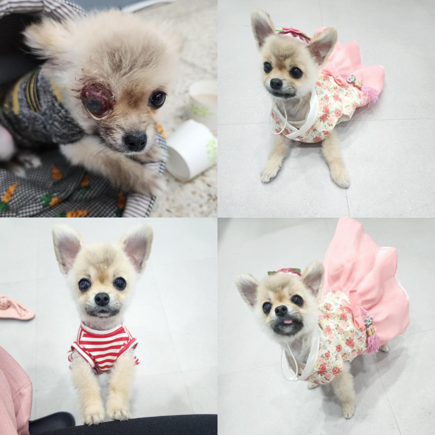 반려동물 입양센터_447508202401191