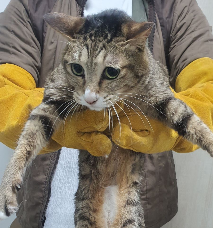 보호중 한국 고양이…