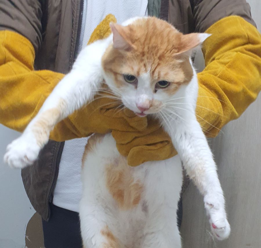 인천광역시수의사회_428351202400893