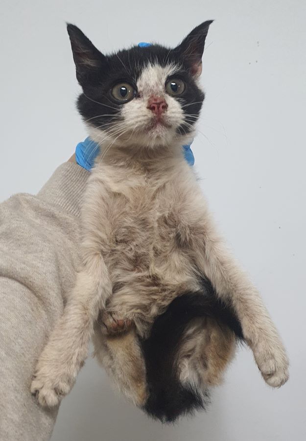 종료(입양) 한국 …