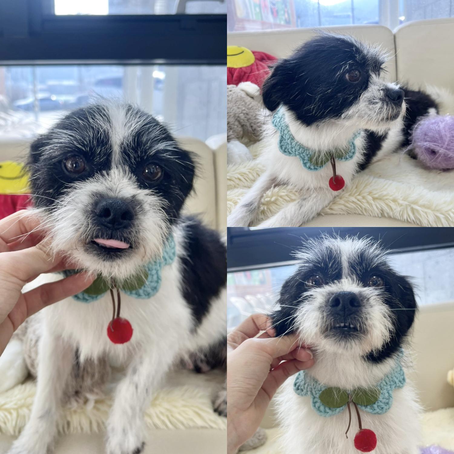 경주동물사랑보호센터_447505202401820