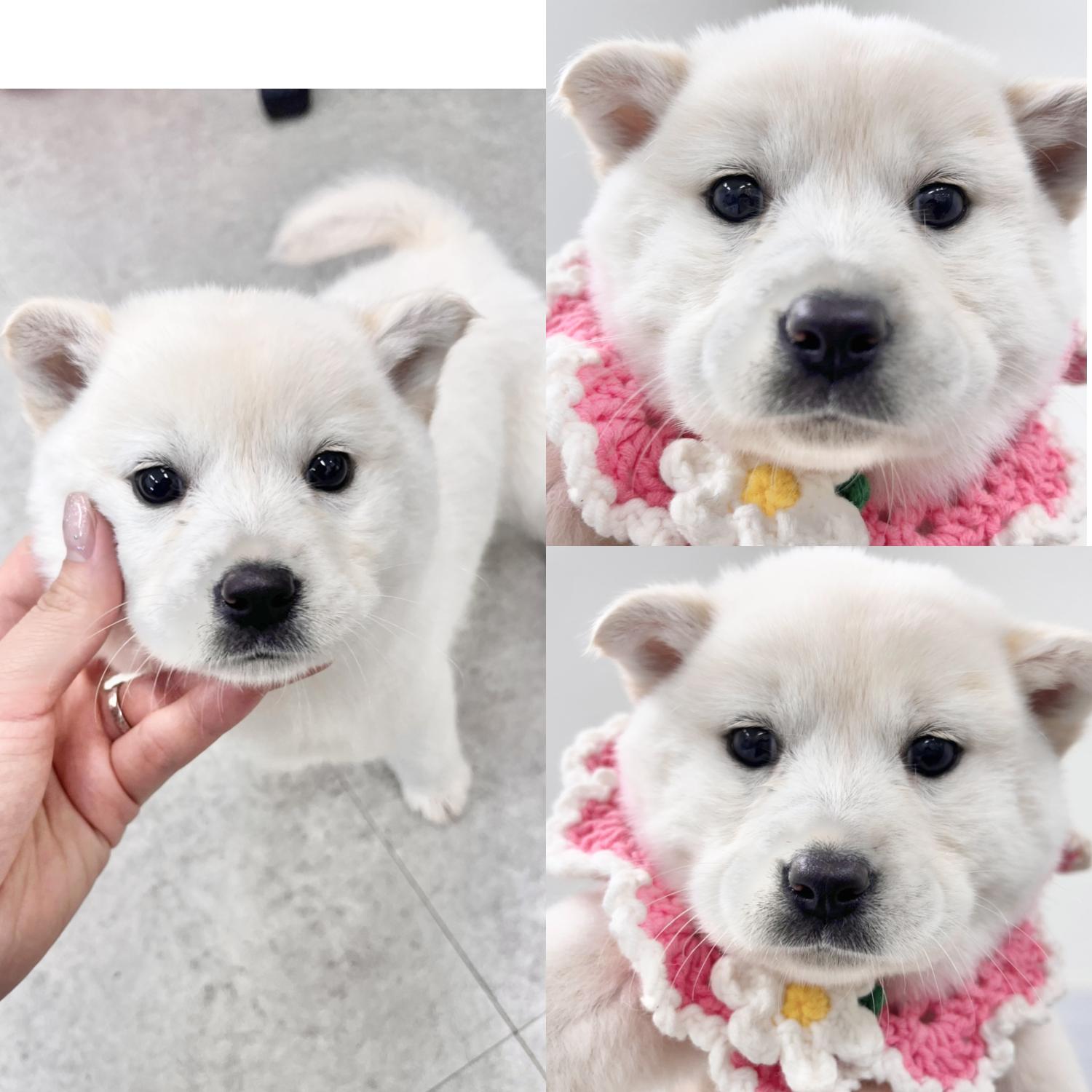 경주동물사랑보호센터_447505202401803