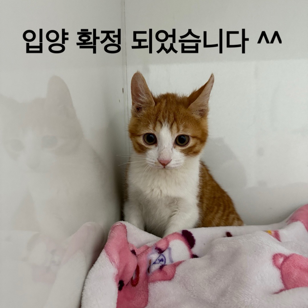 [고양이] 한국 고양이 대구-수성-2024-00844 유기동물 배경 이미지 입니다.