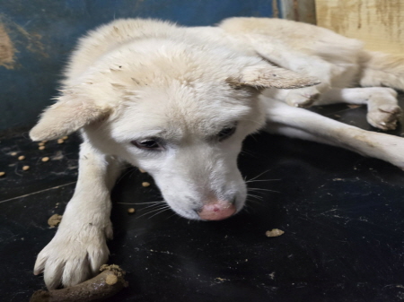 횡성유기동물보호센터_442426202400541