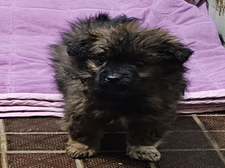 횡성유기동물보호센터_442426202400542