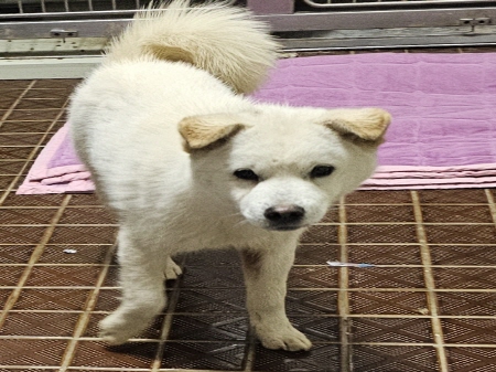 횡성유기동물보호센터_442426202400544