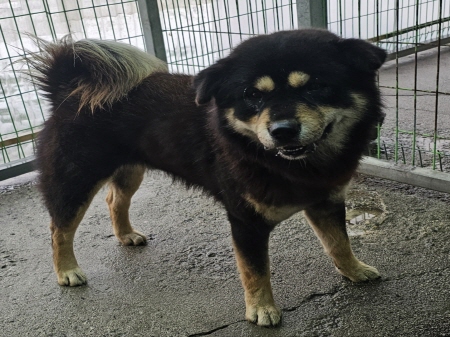 횡성유기동물보호센터_442426202400545