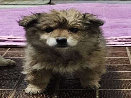 보호중 믹스견의 가…