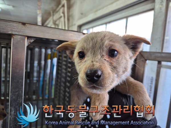 한국동물구조관리협회_441409202402046