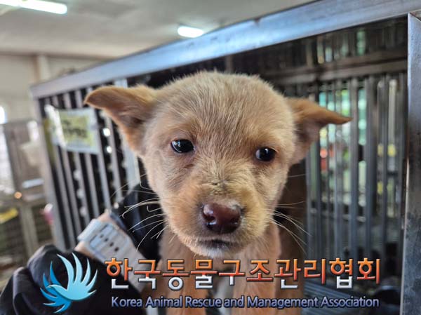 한국동물구조관리협회_441409202402045