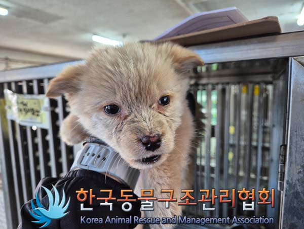 한국동물구조관리협회_441409202402051