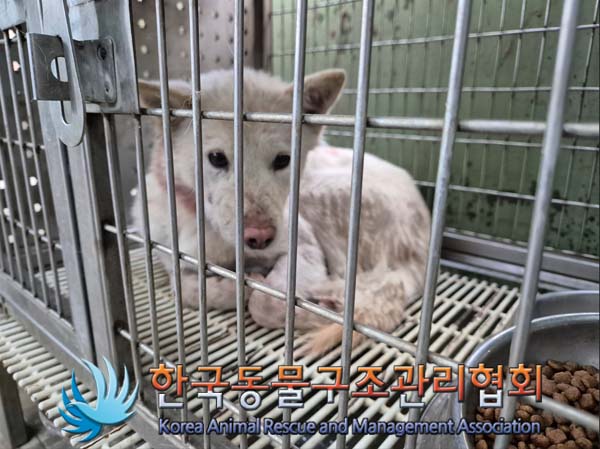 한국동물구조관리협회_441409202402052