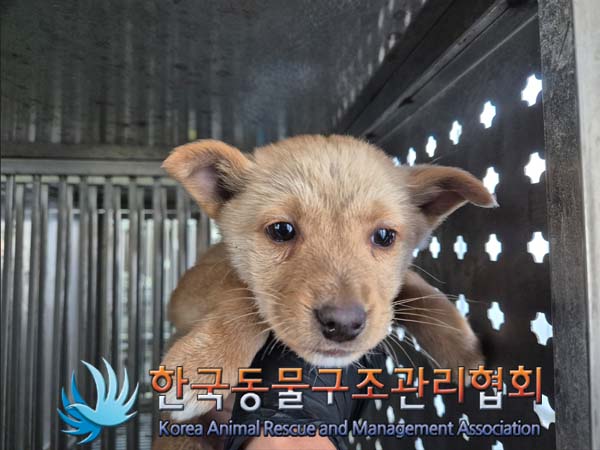 한국동물구조관리협회_441409202402047