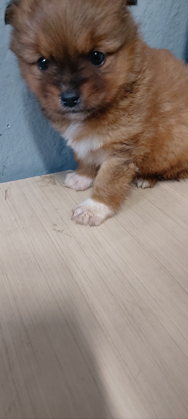 보령시유기동물보호소_444451202401304