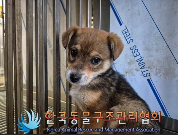 종료(안락사) 믹스…