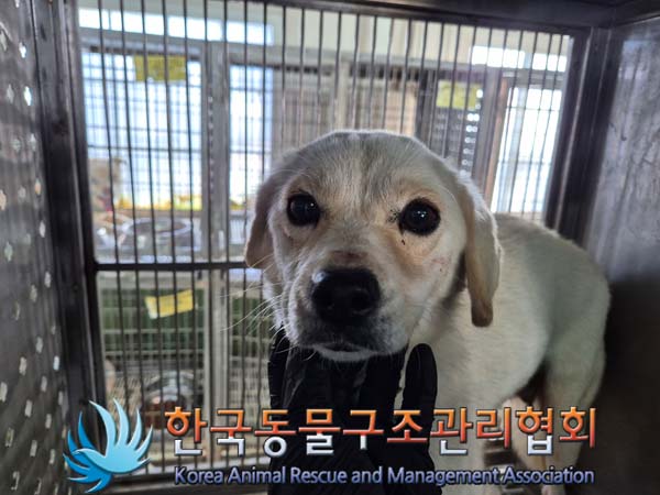 한국동물구조관리협회_441560202401485