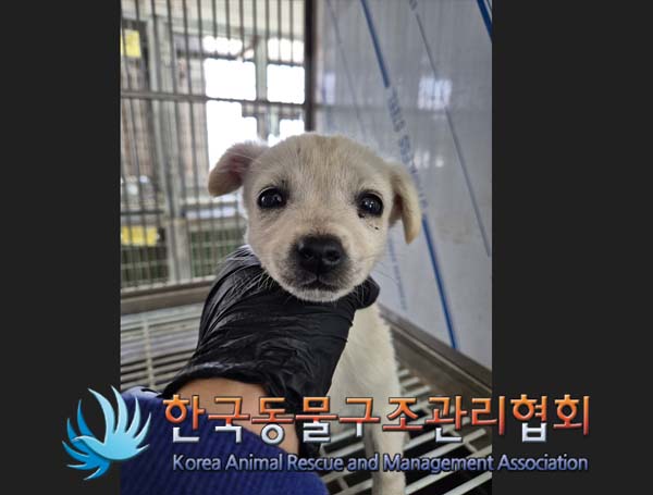 한국동물구조관리협회_441560202401484