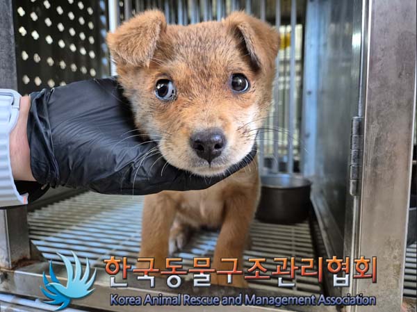 한국동물구조관리협회_441406202402276