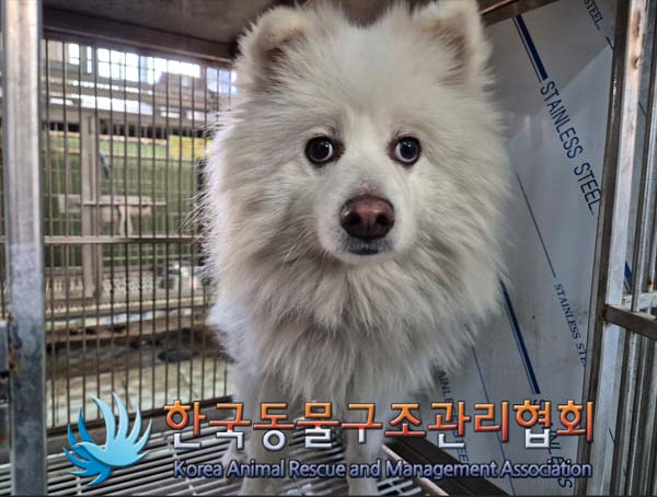 한국동물구조관리협회_441560202401479