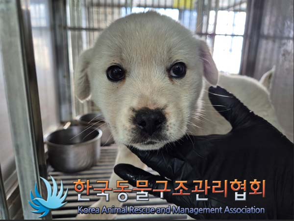 한국동물구조관리협회_441560202401483