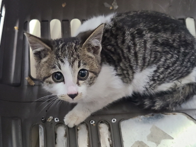 종료(자연사) 믹스…