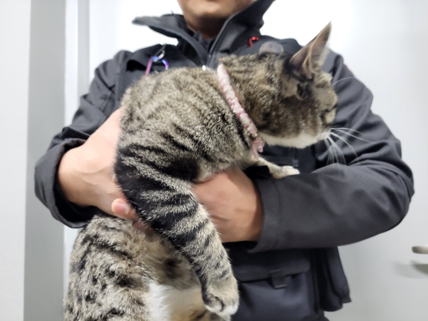 고양시동물보호센터_441394202402598