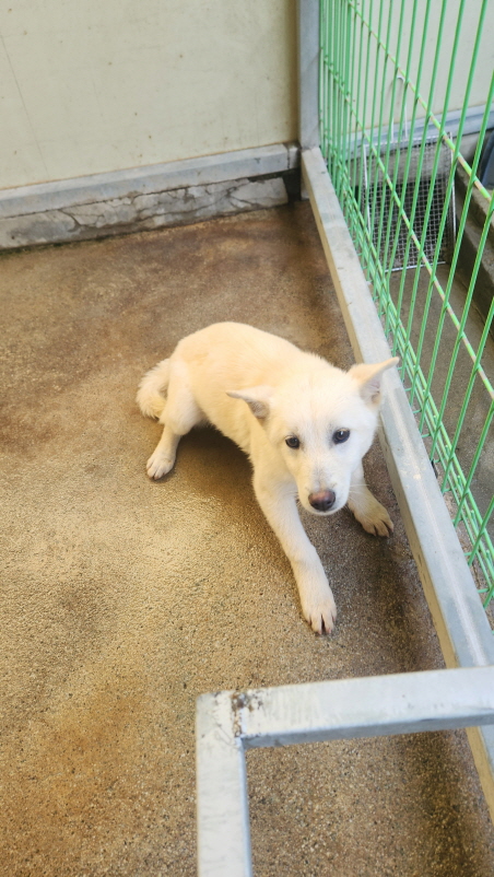 보호중 믹스견의 가…