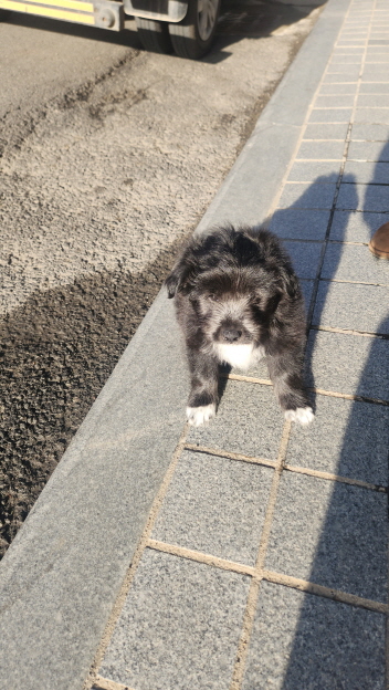 익산유기동물보호소_445468202500011