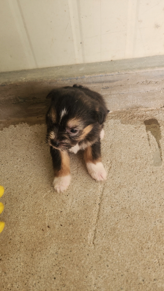 익산유기동물보호소_445468202500009