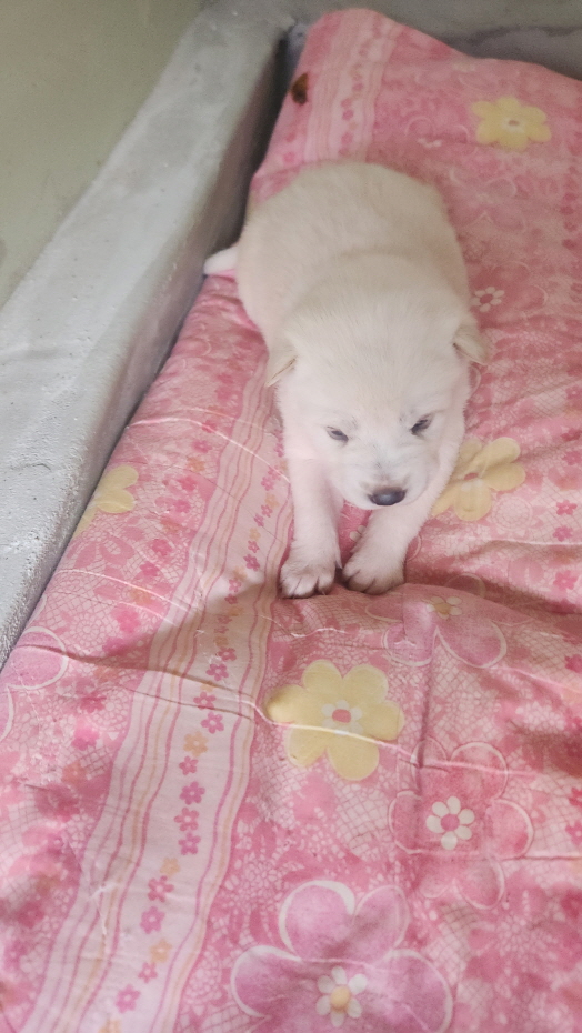 익산유기동물보호소_445468202500027