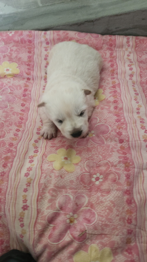 익산유기동물보호소_445468202500024