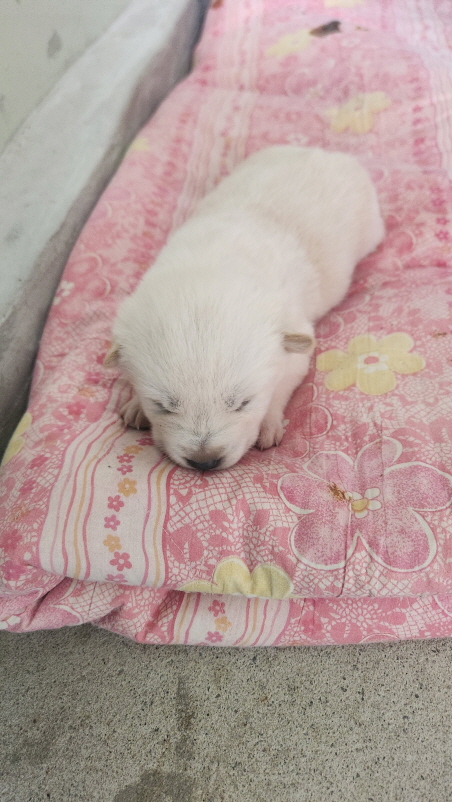 보호중 진도견의 가…