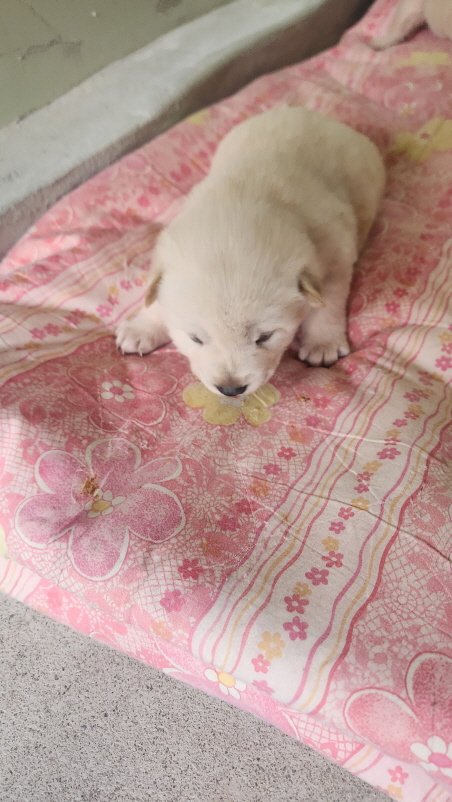 익산유기동물보호소_445468202500028